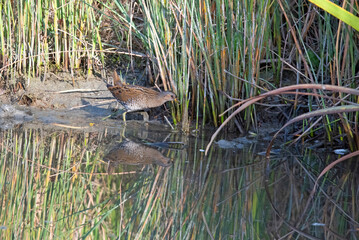 Spotted crake in the Netherlands.