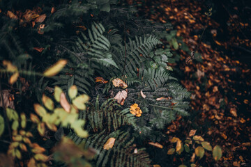 green beautiful forest and its nature, forest landscape, forest walk, plants