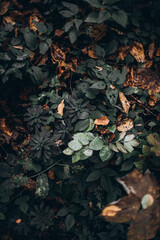 green beautiful forest and its nature, forest landscape, forest walk, plants