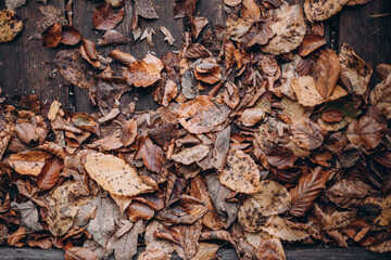 green beautiful forest and its nature, forest landscape, forest walk, plants