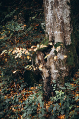 green beautiful forest and its nature, forest landscape, forest walk, plants
