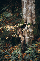 green beautiful forest and its nature, forest landscape, forest walk, plants