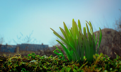 Lavish green grass. Closeup greenery in garden on a nice morning during springtime with blue sky in the background