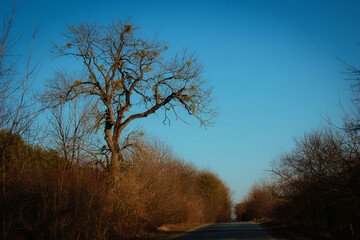 Empty road in forest with naked trees in Ukraine on a nice spring evening, with beautiful blue sky