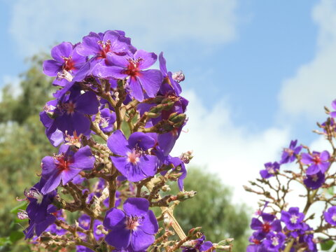 Tibouchina is a genus of tropical plants in the family Melastomataceae. They are trees, shrub or semi-shrub type,