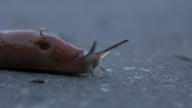 Macro shot (close up) of a common ground slug moving slowly in the ground