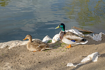 Couple of common ducks on the shore of a lake 