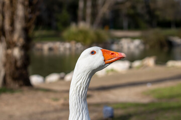 Fototapeta premium Close-up of the head of a white goose in profile
