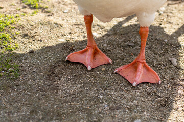 Close-up of the paras of a white goose © JoseFelix