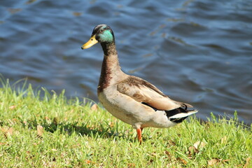 Duck Standing on grass in the sun 