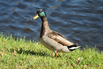 Duck Standing on grass in the sun 