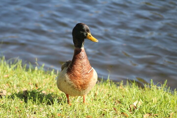 Duck Standing on grass in the sun 