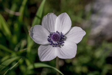 Anemone coronaria or poppy anemone flowers