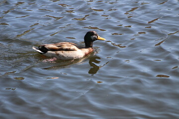 One duck on the water 