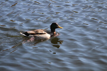 One duck on the water 