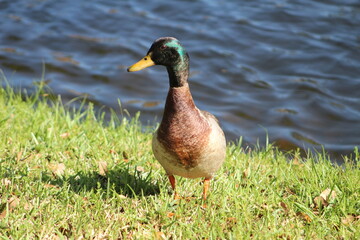 One duck on grass walking