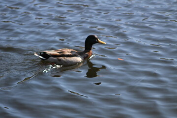 One Duck on water swimming 