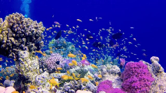Underwater landscape of a coral reef with many tropical fish of different species against the backdrop of blue water in the Red Sea, Egypt