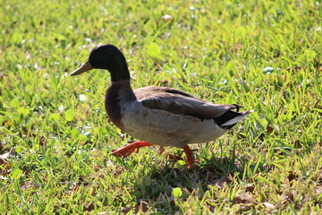 One duck walking on grass in the sun
