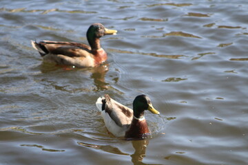 two ducks on the water