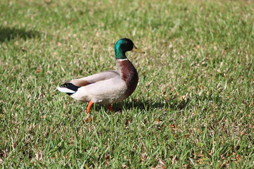 One duck walking on grass 