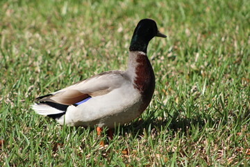 One duck walking on grass 
