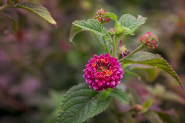 Lantana camara flowers blooming at the park