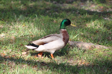 One duck walking on grass 