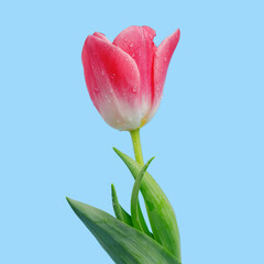 Naklejka premium pink Tulip on a blue background. spring mood