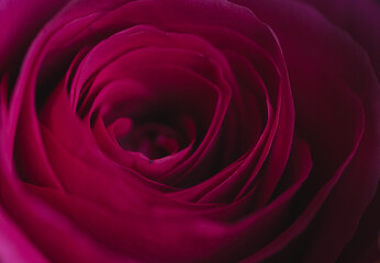 Close up of the soft dark pink petals of a rose flower in bloom.