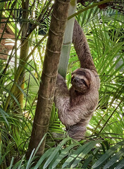 Three toed sloth climbing a tree in rainforest of Costa Rica. © Cavan