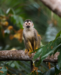 Close up of squirrel monkey, saimiri oerstedii,  on branch.