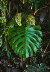 Close up of a large green monstera leaf growing in the jungle.