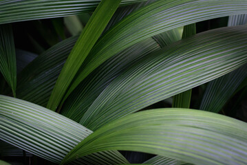 Close up of many overlapping tropical green leaves in the jungle.