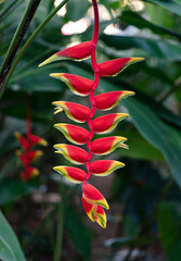 Obraz premium Close up of beautiful red and yellow heliconia flower in bloom.