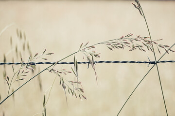 flowers plant on the barbed wire fence in the nature