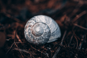 snail on the plant in the nature