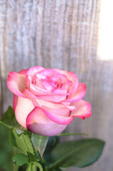 Beauty pink rose close-up on gray background