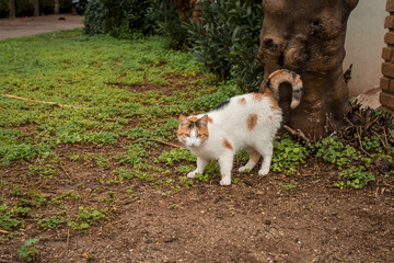 Naklejka na ściany i meble Wild cats in the park of Alanya Turkey