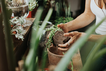 Cactus and Succulent Spring planting season