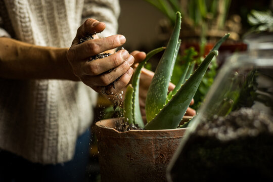 Cactus and Succulent Spring planting season