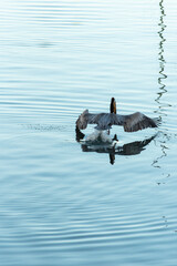 A pelican takes off in flight from the blue ocean.