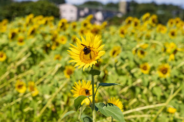 ひまわりの花の蜜を吸う蜂