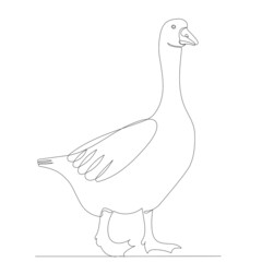 goose drawing by one continuous line, isolated vector