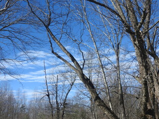 trees and sky with clouds