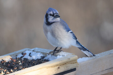 Blue Jay on feeder on spring day jamming food in beak