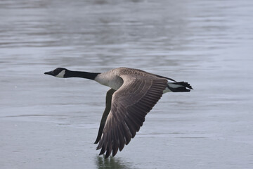 Canada Geese in spring showing courtship rituals and territorial behaviour on marsh