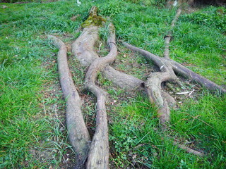Un grand et vieux arbre, avec les racines dépassant du sol et de la terre, très vieux arbre et du bois trainant sur le sol, sur un beau gazon, près d'un arbre, entretien et écologique