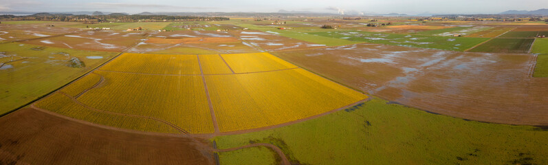 Aerial View of the Beautiful Daffodil Fields in the Skagit Valley, Washington. The fields of Skagit County burst into bloom with daffodils, a month ahead of the more famous tulips.