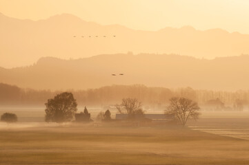 Trumpeter Swans Migrating North Over Farmlands. During a misty sunrise with the Cascade Mountains in the background the wintering swans head back north to southern Canada and the coast of Alaska.